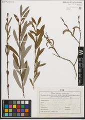 Foto von Salix purpurea L.